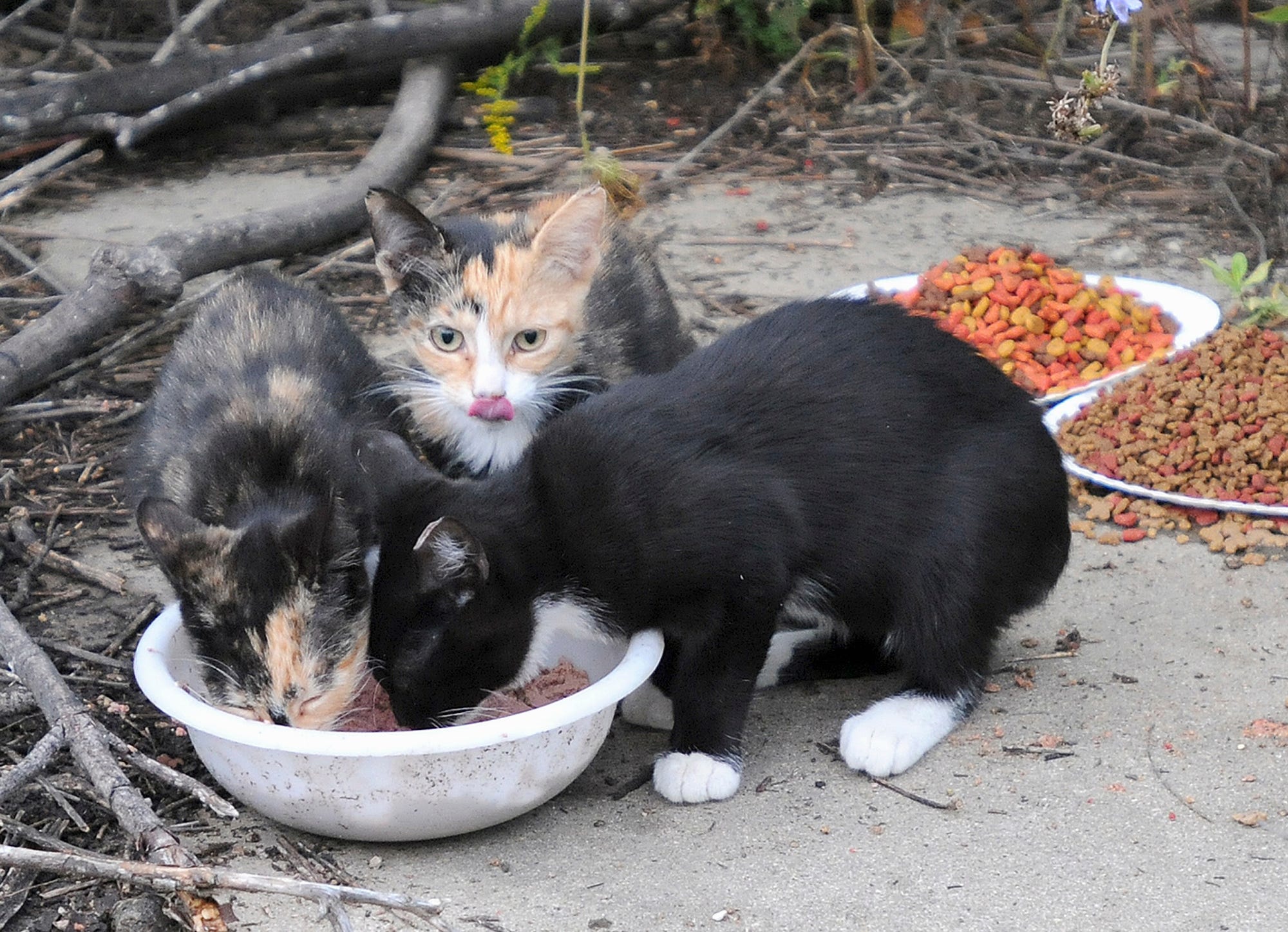 shots for stray cats